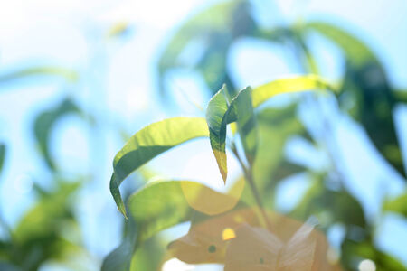 Green leaves with sun rayの写真素材