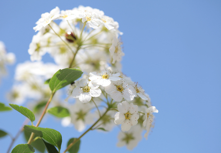 White flowers blooming bush with a ladybug