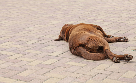 Chocolat labrador lying in the yardの写真素材
