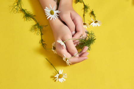 Girl's hands with beautiful Daisy flowers on yellow background.の写真素材