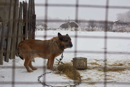 A poor yard dog with sad eyes sits in the winter cold on a chain and behind bars. Cruelty to animals