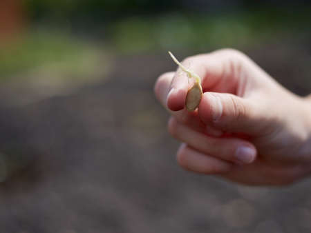 In the hand of the gardener sprouted zucchini seed, it's time to drink.の写真素材