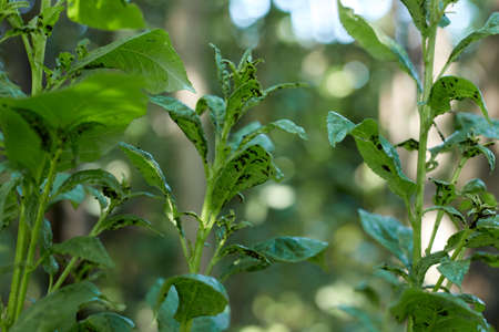 A harmful aphid on the green shoot of a fruit tree sucks the juice from the stem.の写真素材