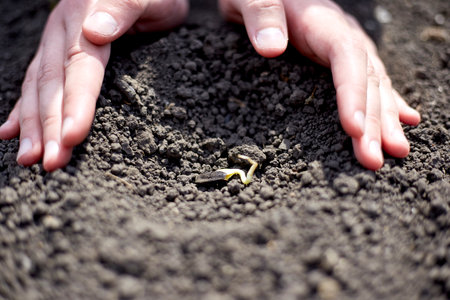 The farmer sprinkles the sprouted seed with earth, sowing a new crop.の写真素材
