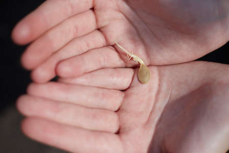 A farmer holds a seed in his hands, the theme of agriculture is to preserve nature.の写真素材