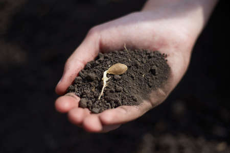 The sprouted seed lies in the soil on the hands ready for planting, the concept of development and nature and agriculture.の写真素材