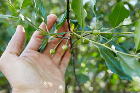 A man holds a branch of a green cherry in his hand in an orchard.の写真素材