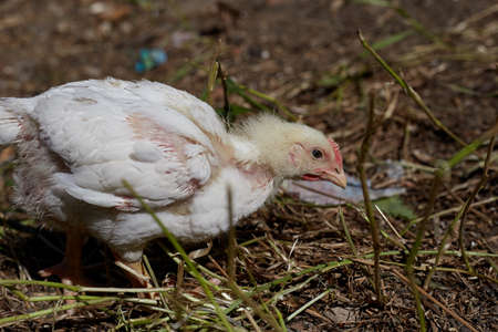 White chickens walk and graze in the open air, home yard with chickens.の写真素材