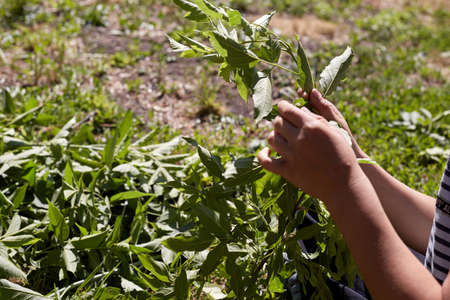 A man tears green leaves from a tree branch.の写真素材