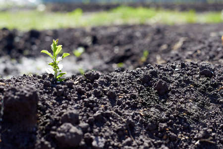 Green sprouts growing out from soil in the morning light.の写真素材
