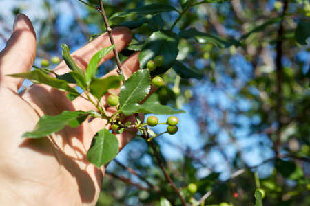 A man holds a branch of a green cherry in his hand in an orchard.の写真素材