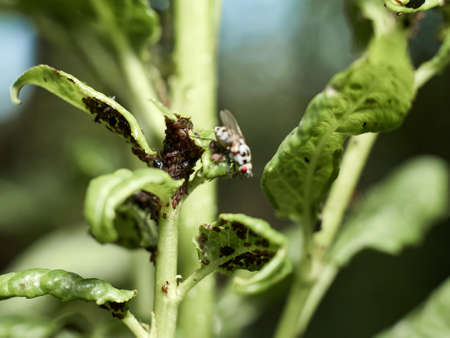 Aphids suck the juice from cherry leaves and harm fruit trees.の写真素材