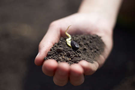 The sprouted seed lies in the soil on the hands ready for planting, the concept of development and nature and agriculture.の写真素材