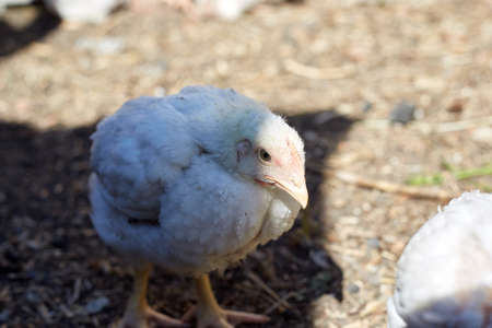 White chickens walk and graze in the open air, home yard with chickens.の写真素材