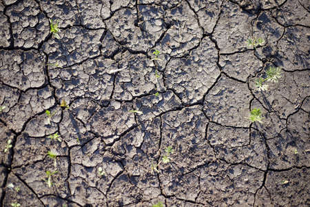 Drought the earth dried up in the cracks the plants died.の写真素材
