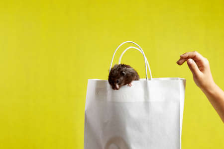 In the photo, a hamster on a paper bag is the concept of selling, buying.