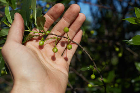 A man holds a branch of a green cherry in his hand in an orchard.