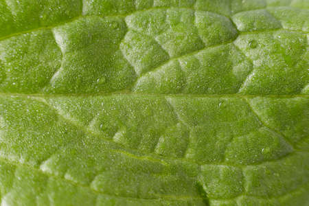 The green leaf of the plant taken in close-up shows the texture and structure of the leaf.