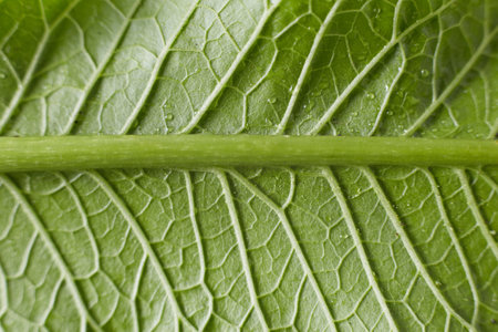 Green horseradish leaf vegetable taken close up, the texture of the leaf is visible.