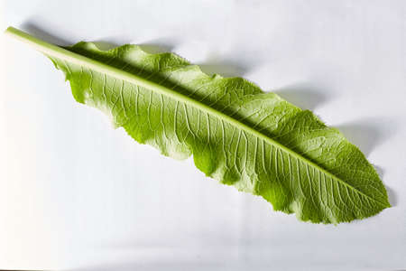 A green horseradish leaf on a white background taken in close-up can be used by the designer.の写真素材