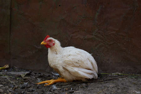 A broiler chicken has coccidiosis and lives on a farm.