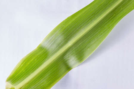 A green corn leaf on a white background taken in close-up can be used by the designer.