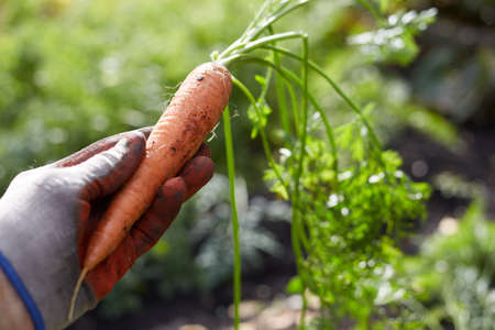 Carrot harvesting is underway, the farmer shows carrots with leaves in his hands.の写真素材