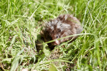 A small Syrian hamster goes free to walk on the green grass.の写真素材