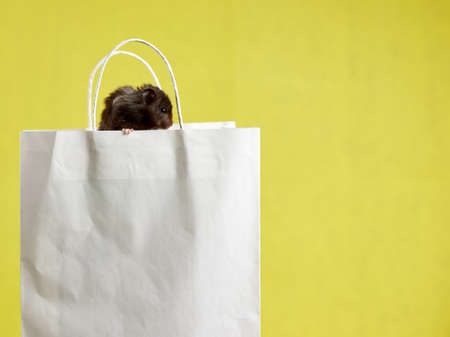 A Syrian hamster is sitting in a bag on a yellow background, the concept: buying, selling.の写真素材