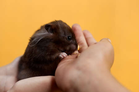 A Syrian hamster eats out of his hand on a yellow background.