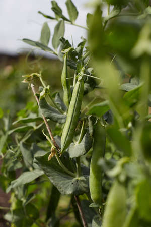 Photo of a pea stalk with growing pods of spiced peas.の写真素材