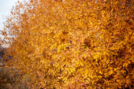 In the photo, a bush of yellowed cherries, yellow leaves in autumn.の写真素材