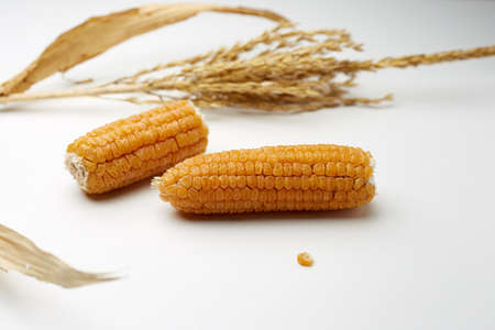 Ears of yellow delicious corn on a white background concept nutrition.の写真素材
