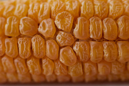Corn cob shot close-up showing rows of yellow ripe seeds.の写真素材