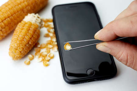 Aron in tweezers holds a corn seed against the background of the cob and corn seeds.の写真素材