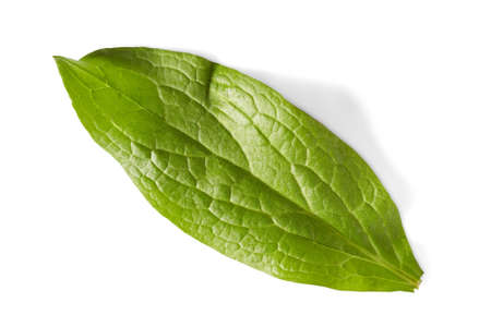 Green leaf from a plant on a white background for isolate design.の写真素材