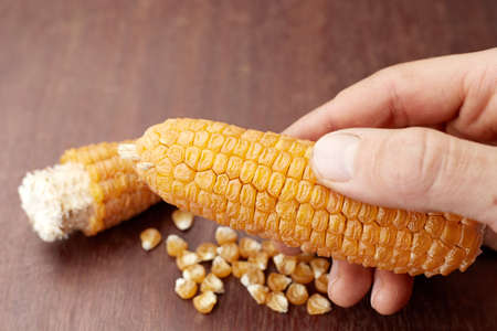 Yellow corn cob in farmer's hand agriculture concept.の写真素材