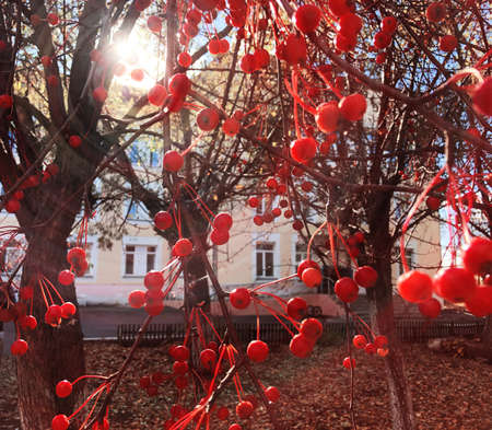 Tree with red berries ripe autumn season.の写真素材