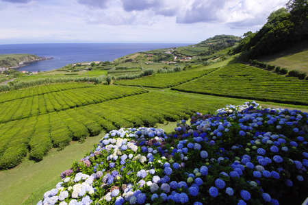 The tea plantation, Sao Miguel, Azoresの写真素材