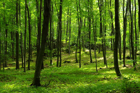  Rocks in the Forest, Jura Park, Poland 
