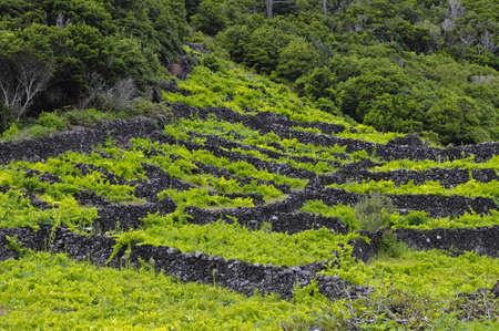 Pico is an island, which is famous for the production of extremely delicious wines, Vineyards are inscribed on the UNESCO World Heritage Site, Azoresの写真素材
