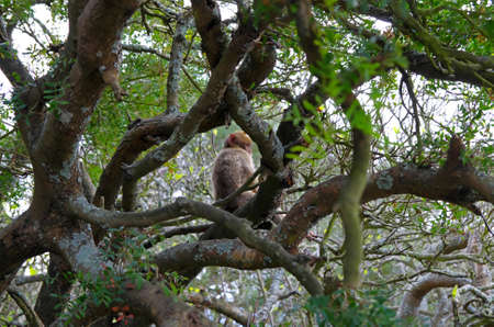 Leggy monkey on the tree  Gibraltar の写真素材