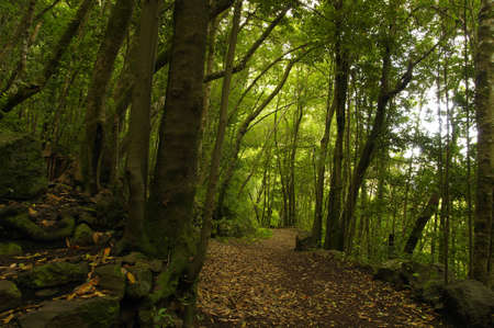 Hiking on La Palma, Los Tilos, La Palma, Canary Islandの写真素材