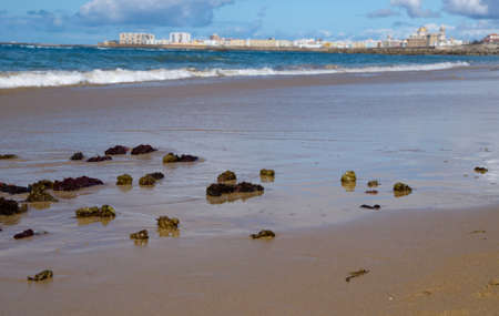 Seaweed on the beach of Cadiz, Spainの写真素材
