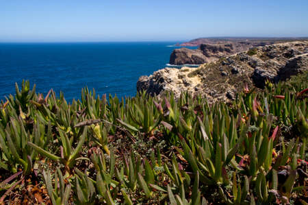 Close-up of the typical atlantic flora on coastline of Sao Vicente, Algarve, Portugalの写真素材