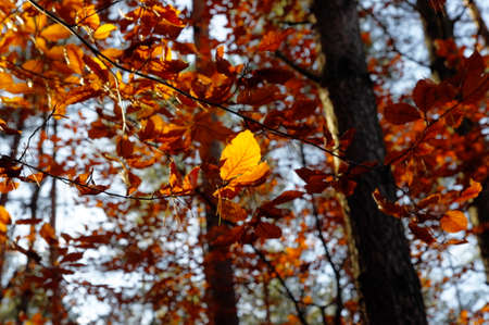 Autumnal leaves