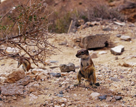Barbary Ground Squirrel, Fuerteventura の写真素材