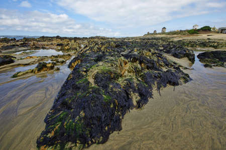 Dune and beach on the north of Portugal in the vicinity of the Esposende town.の写真素材