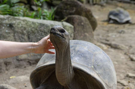 The giant tortoise in Seychelles National Botanical Gardensの写真素材