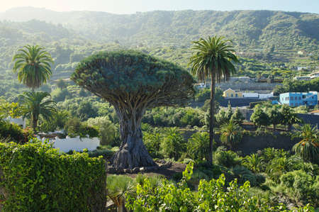 Millennial Drago tree at Icod de los Vinos, Tenerife Island , Spainの写真素材